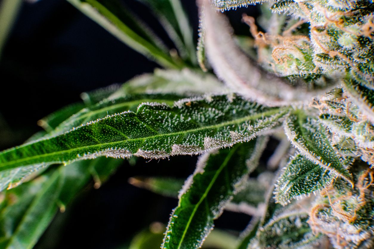 Welche cannabinoidhaltigen Arzneimittel kommen bei MS-Symptomen infrage?