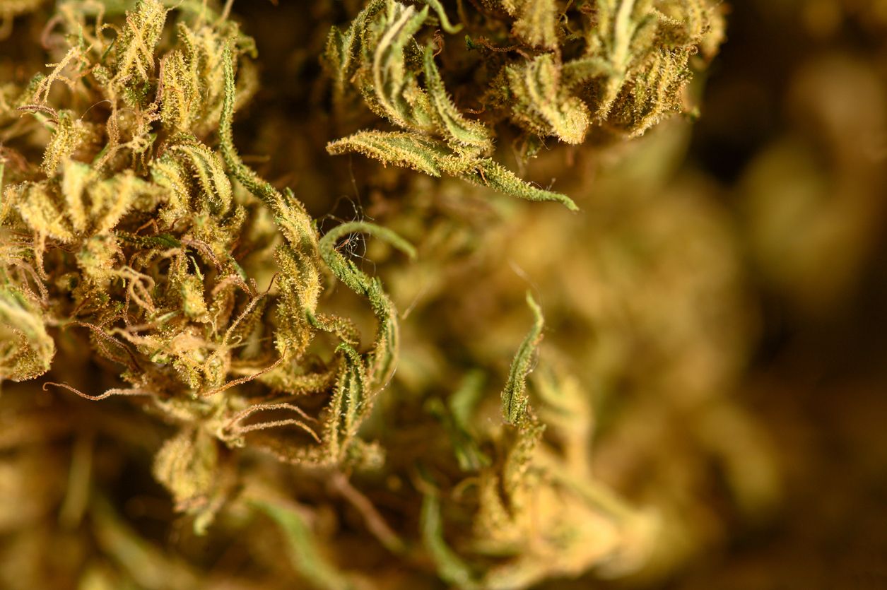 Medizinische Anwendungen der Cannabinoide
