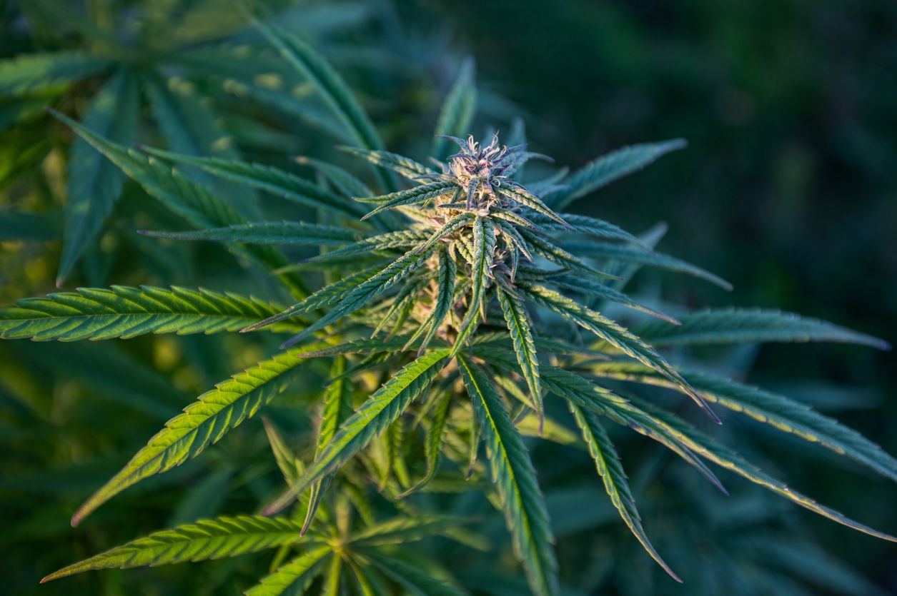 Was ist CBD und wie unterscheidet es sich von THC?