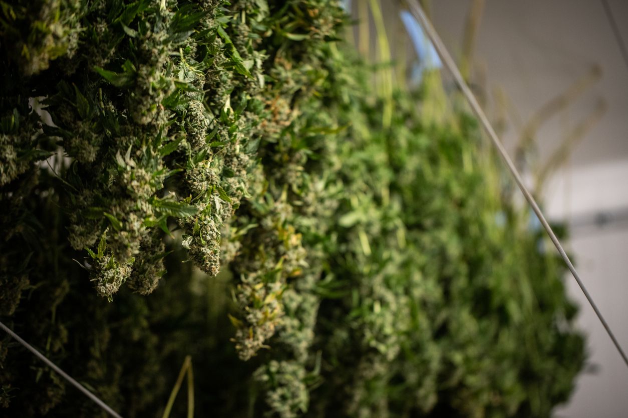 Was sind Cannabis-Sorten Ursprung, Definition und Geschichte