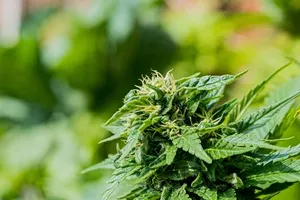 THC-Grenzwert 2025: Alles, was du über Regeln, Tests & Konsequenzen wissen musst