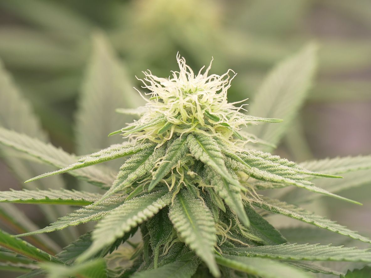 Bubatz und sein Ursprung – Woher kommt das Wort?