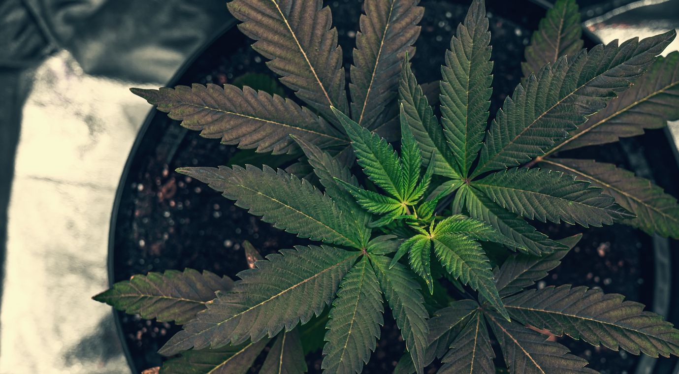 Indica vs. Sativa: Die wichtigsten Unterschiede und welche Sorte zu dir passt