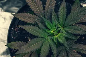 Indica vs. Sativa: Die wichtigsten Unterschiede und welche Sorte zu dir passt