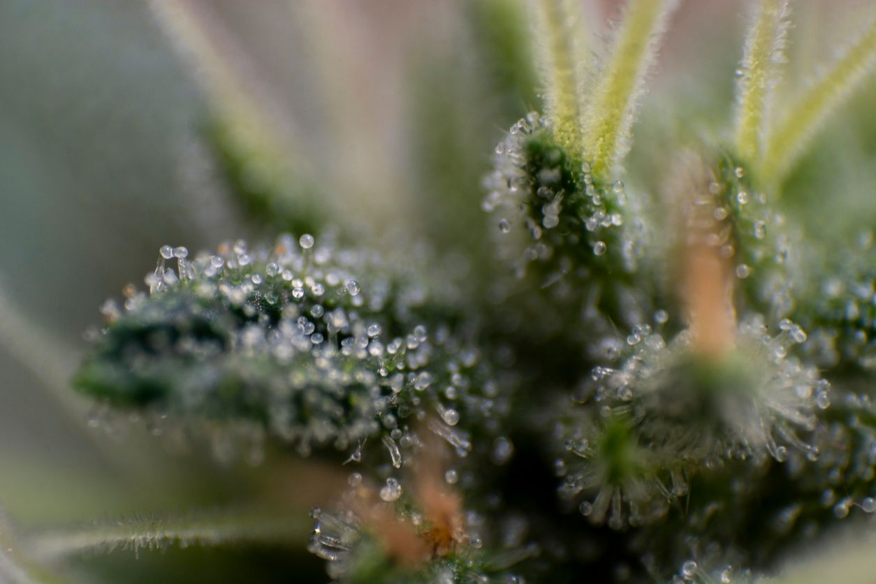 THC-Gehalt-Kategorien und ihre Wirkung