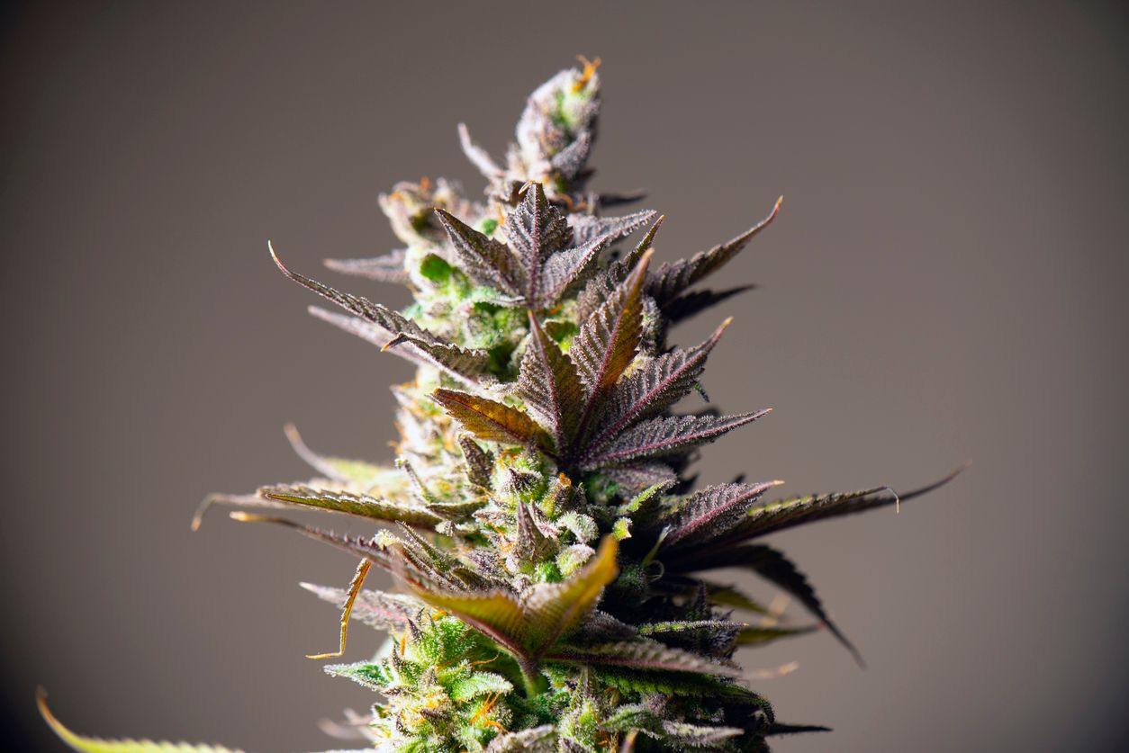 Was sind Terpene? Grundlagen der Cannabis-Aromastoffe