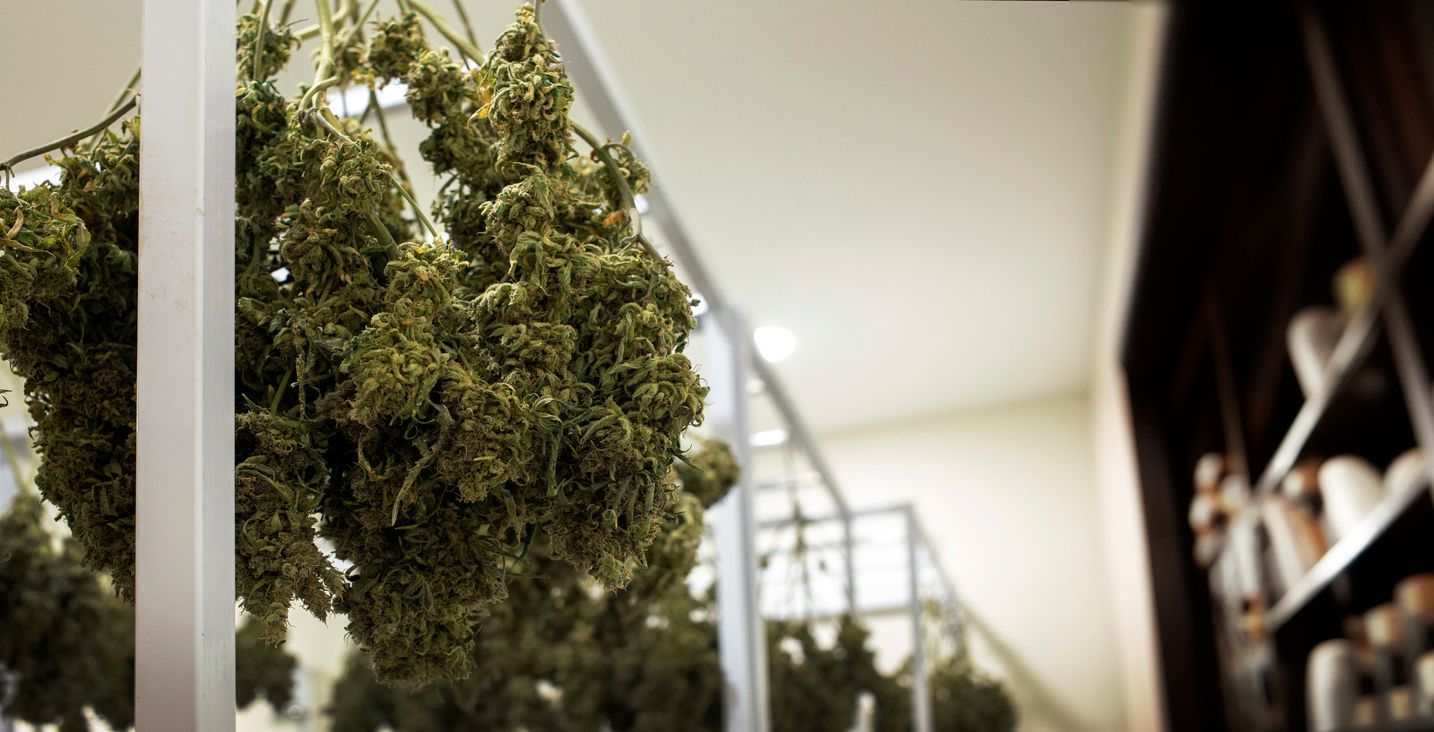 Der Entourage-Effekt Wie Cannabinoide und Terpene zusammen stärker wirken