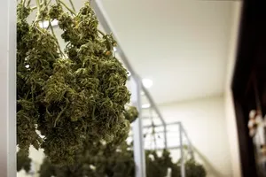 Der Entourage-Effekt: Wie Cannabinoide und Terpene zusammen stärker wirken