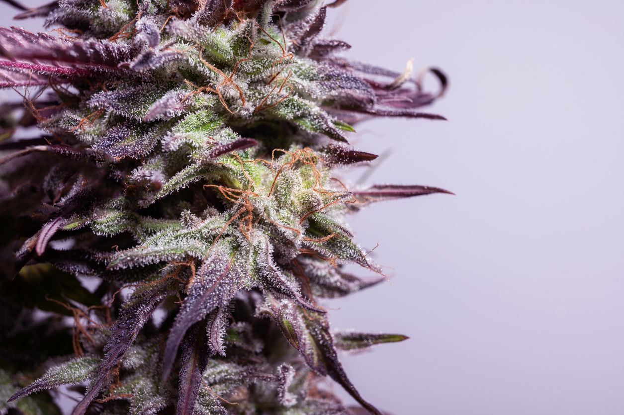 Vollspektrumextrakte VS. Cannabisblüten
