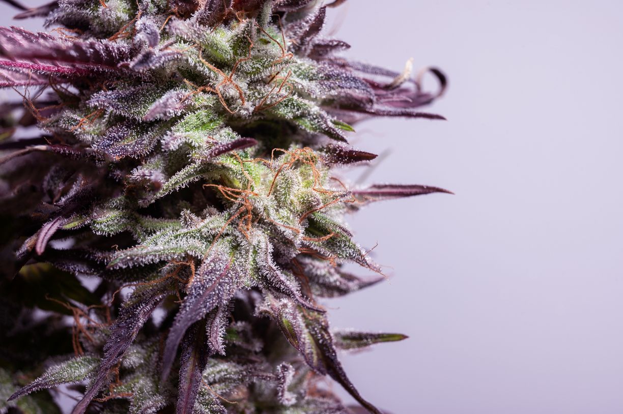 Vollspektrumextrakte VS. Cannabisblüten