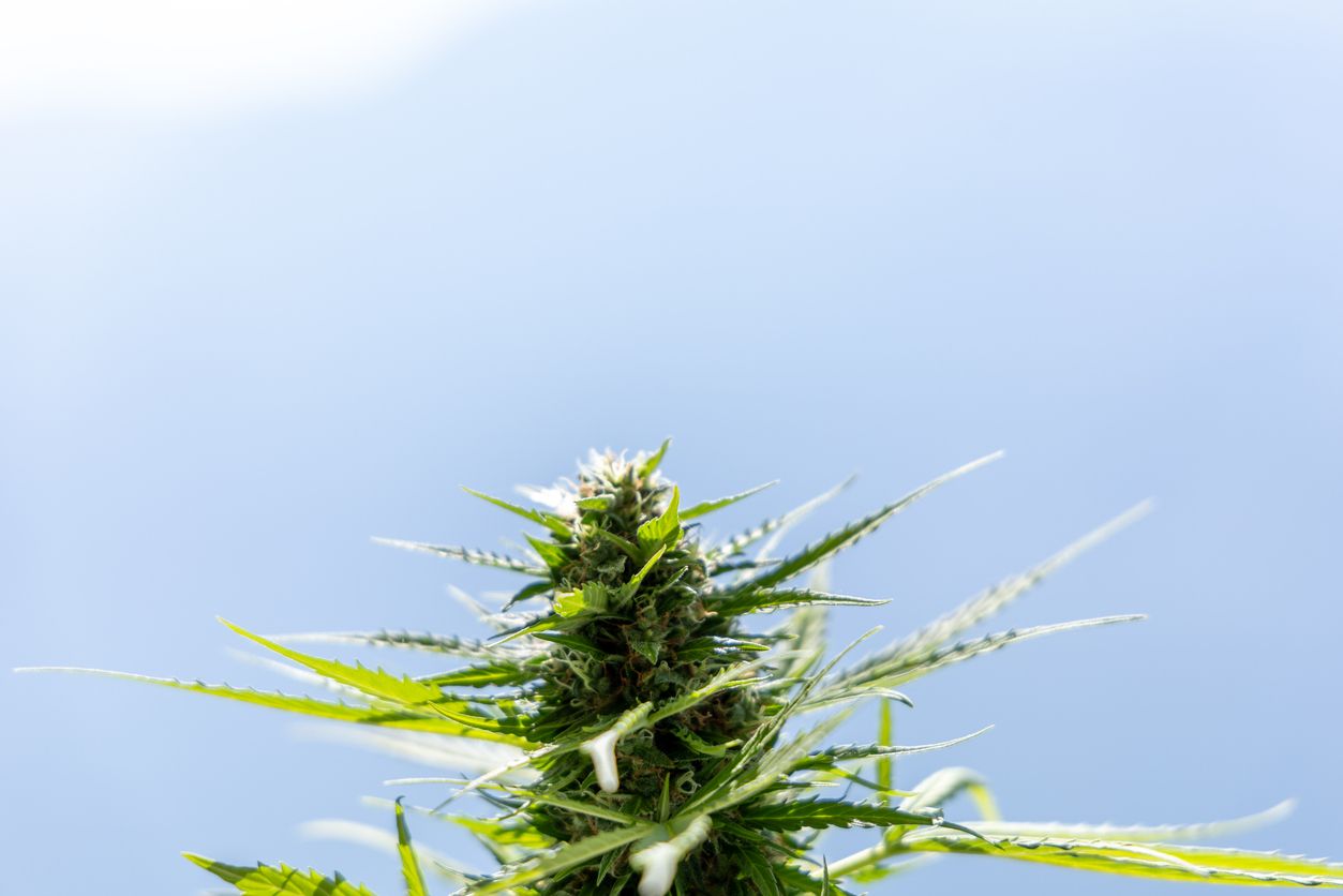 CBD und THC bei medizinischem Cannabis: Das Verhältnis verstehen