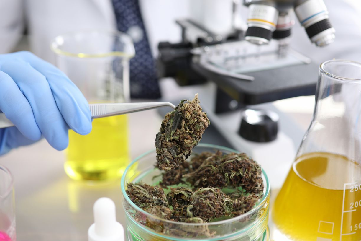 Mittelalter bis Neuzeit Cannabis zwischen Volksmedizin und Wirtschaftsboom