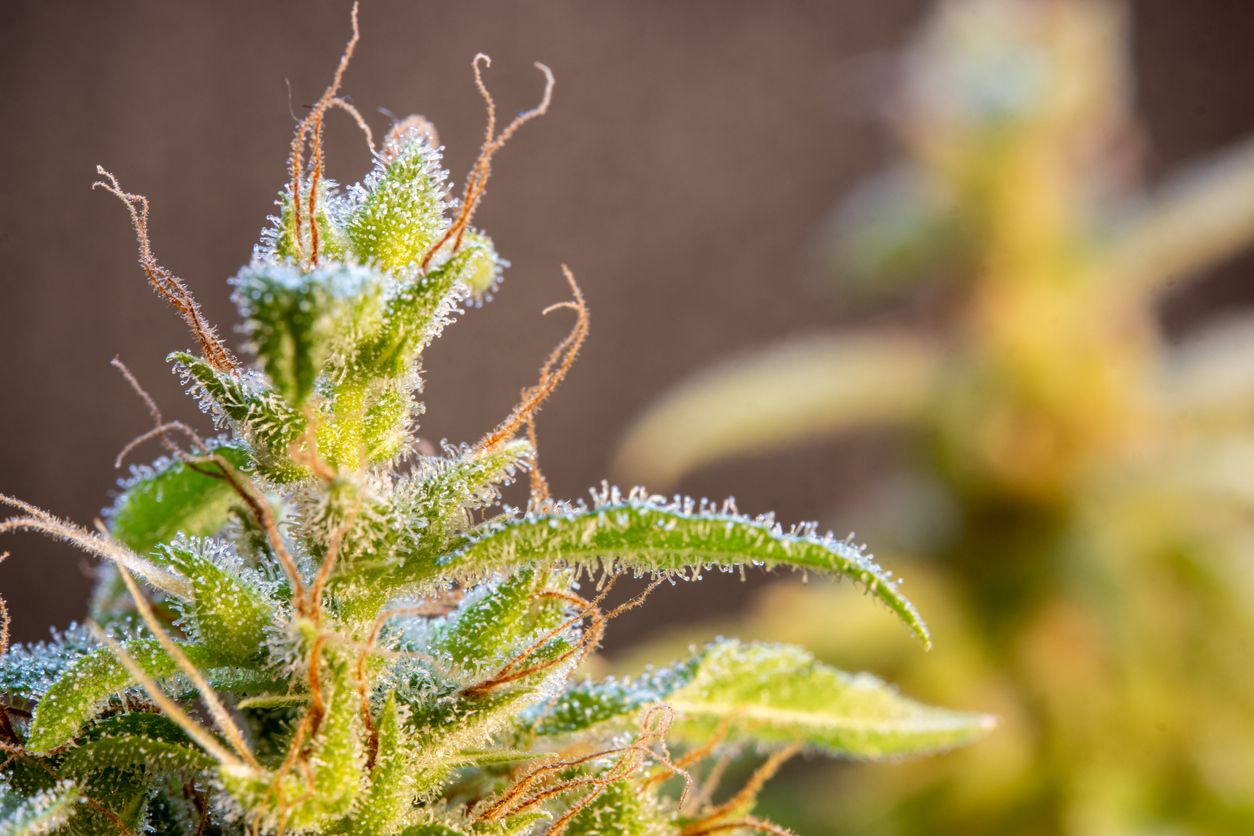 Indica vs. Sativa: Mythos oder Realität?