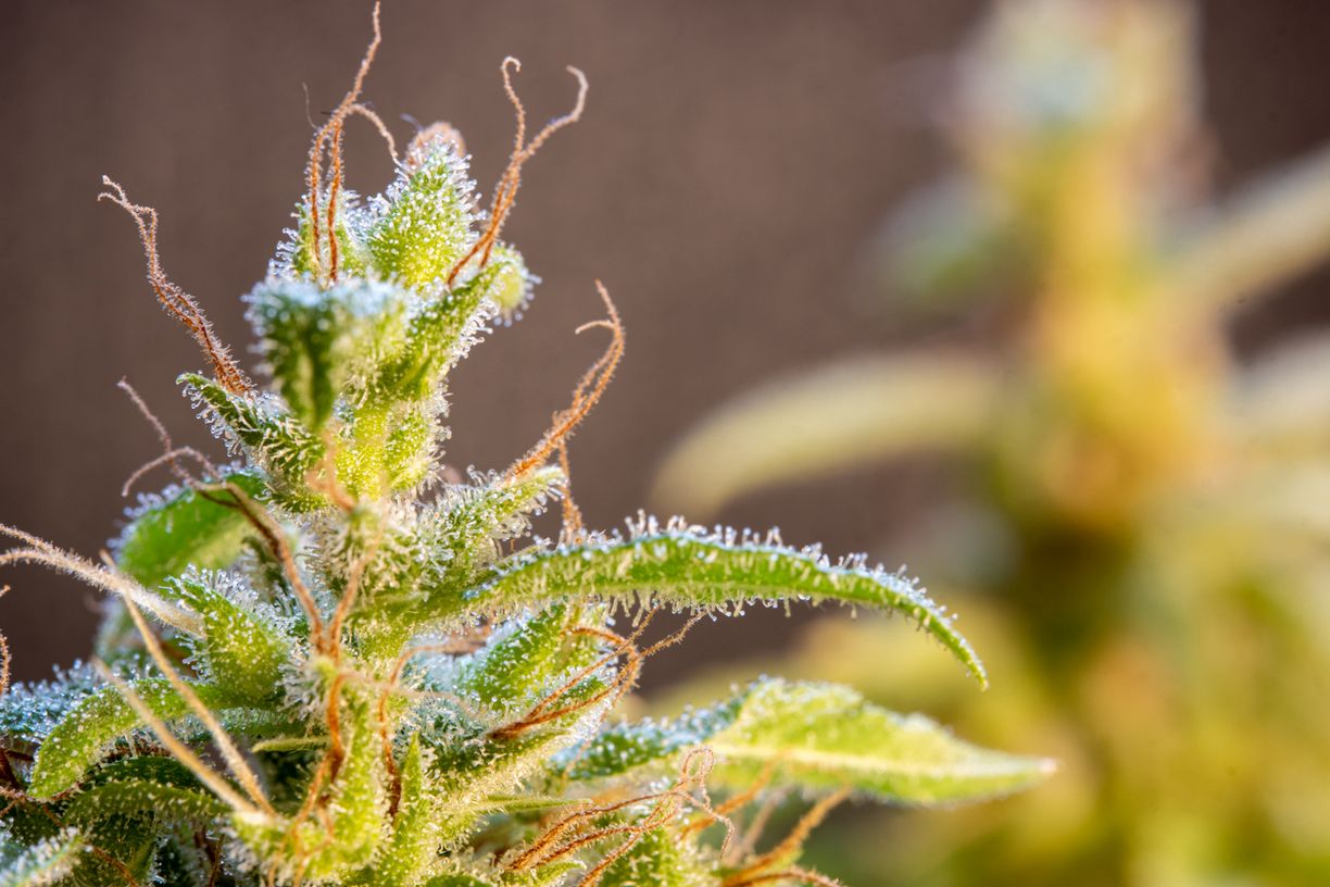 Indica vs. Sativa: Mythos oder Realität?
