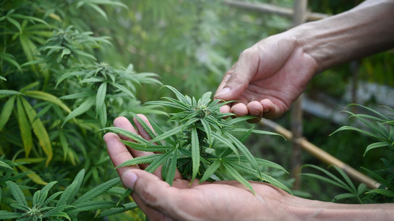 Die Cannabis-Pflanze verstehen: Sativa, Indica, Ruderalis und ihre medizinische Bedeutung