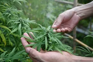 Die Cannabis-Pflanze verstehen: Sativa, Indica, Ruderalis und ihre medizinische Bedeutung