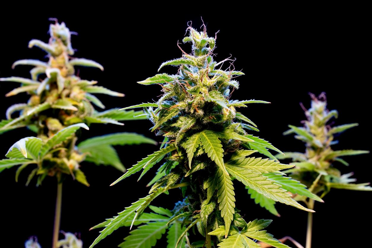 Cannabis Sativa, Indica, Ruderalis: Die drei Hauptarten
