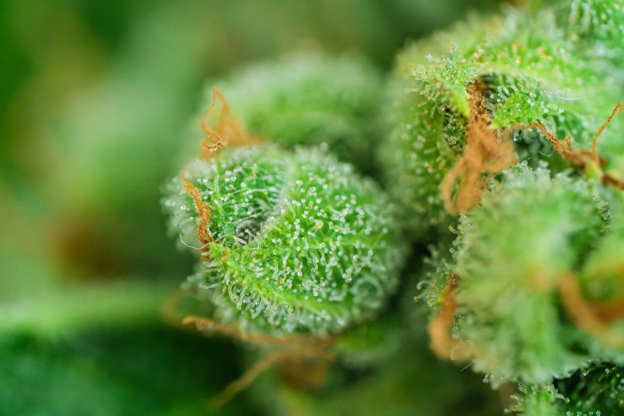Terpene in Cannabis: Warum Myrcen, Limonen und Pinen mehr als nur Aroma sind
