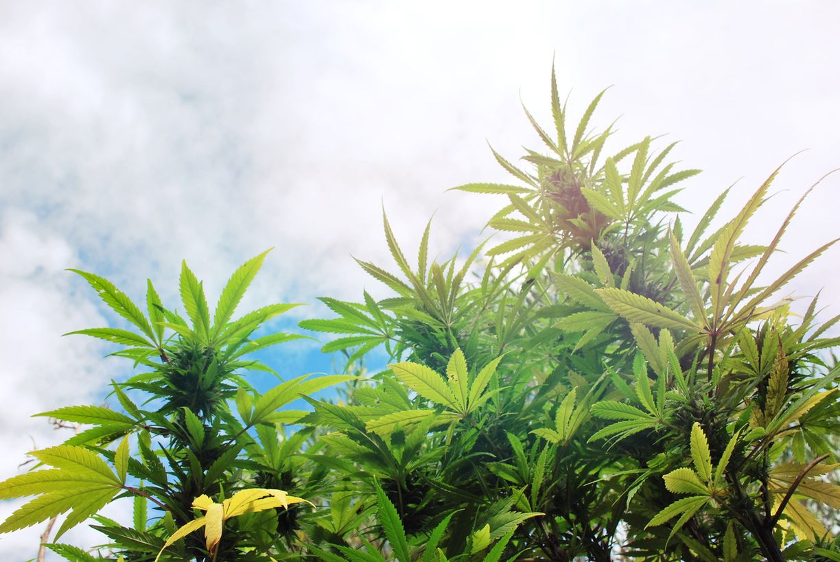 Blick in die Zukunft: Cannabis 2030
