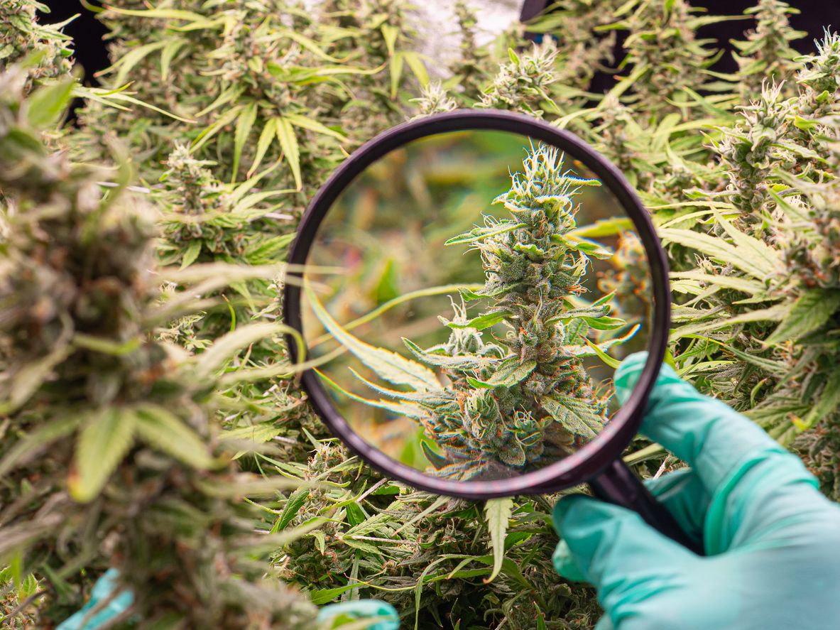 Dein Fahrplan zu medizinischem Cannabis