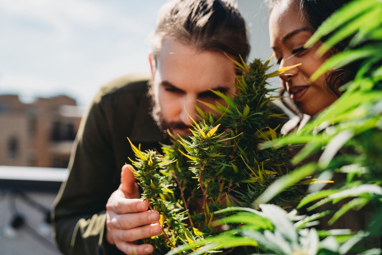 Cannabis Social Clubs