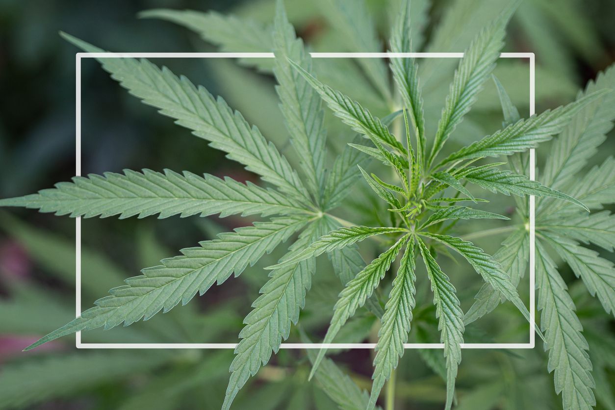 Anatomie der Cannabis-Pflanze