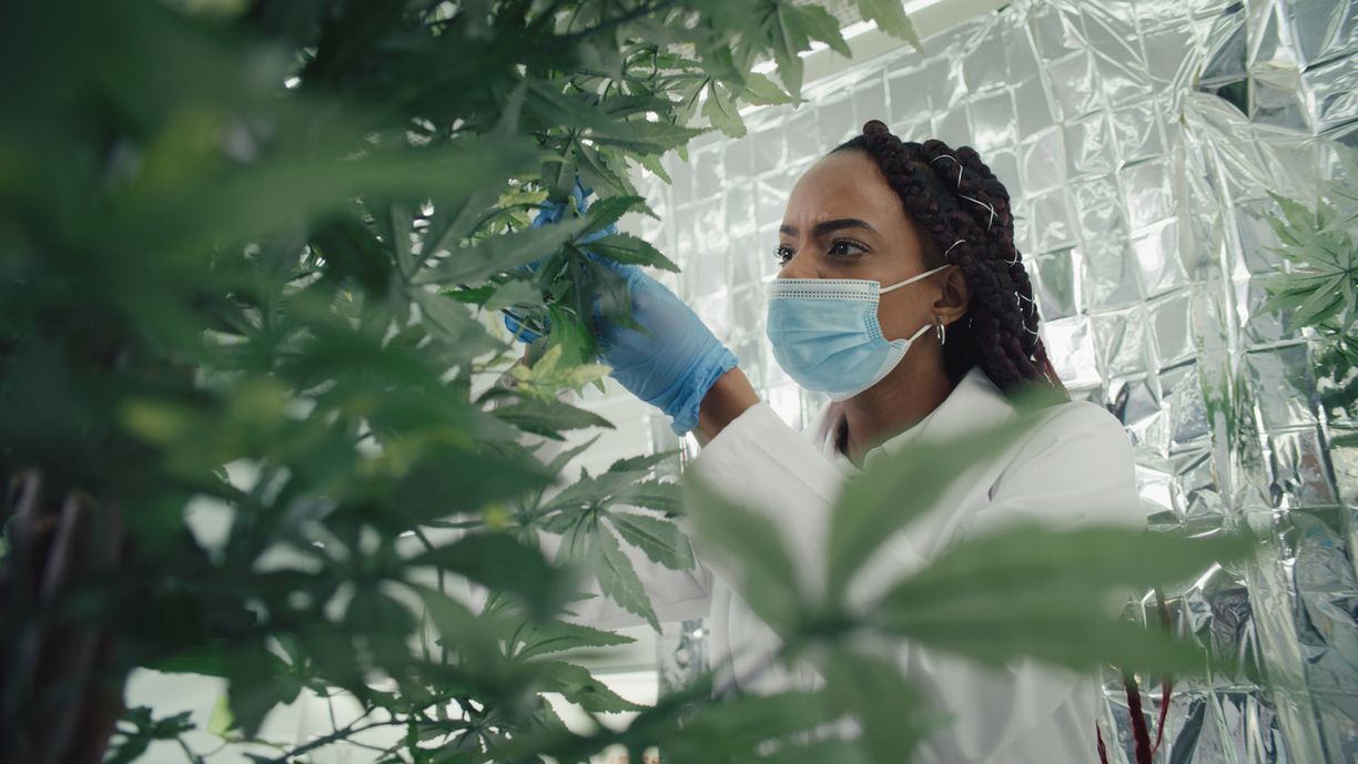 Der Wandel Renaissance und neue Ära der Cannabisforschung
