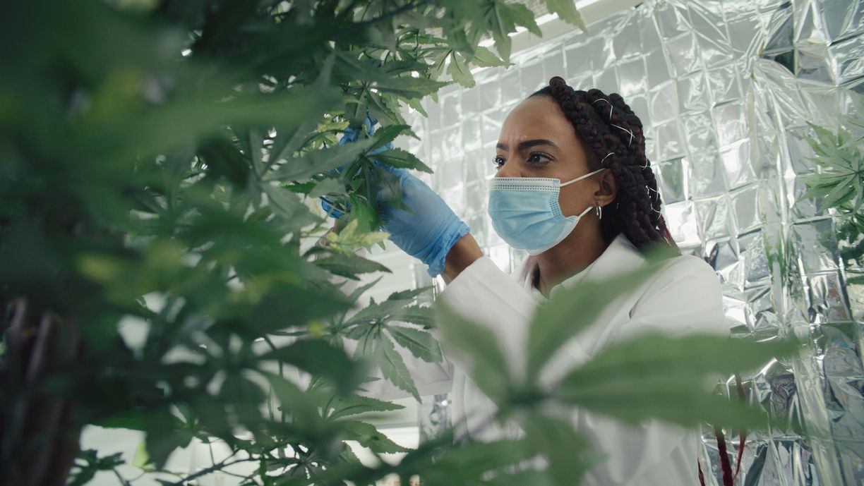 Der Wandel Renaissance und neue Ära der Cannabisforschung