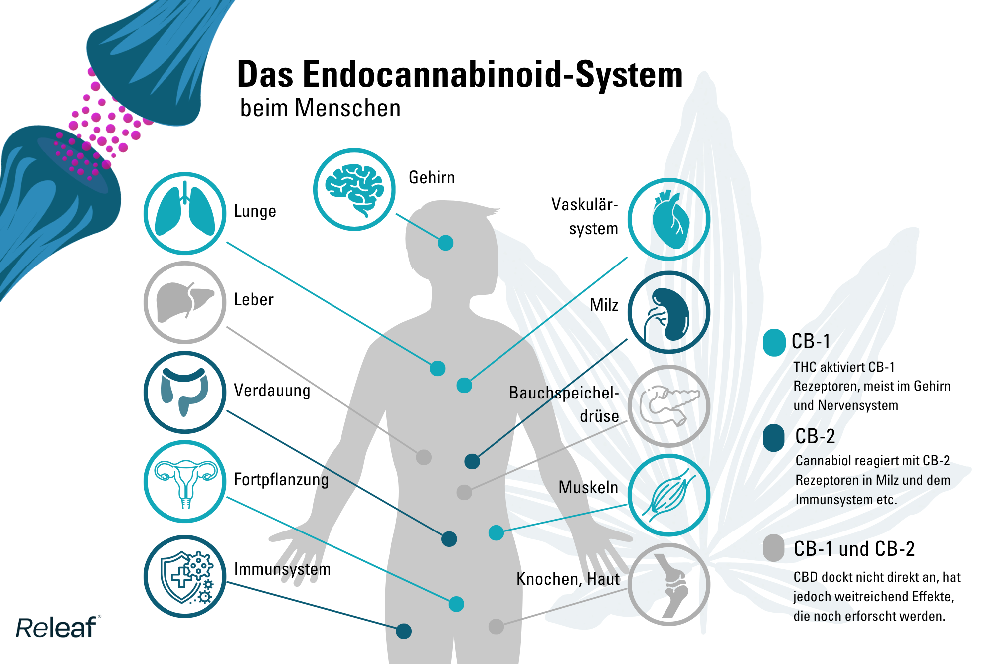 Das Endocannabinoid-System Wie beeinflusst es die Wirkung