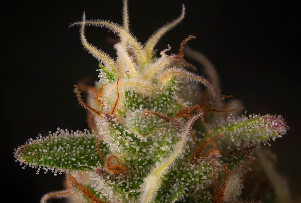Synergie von Cannabinoiden und Terpenen