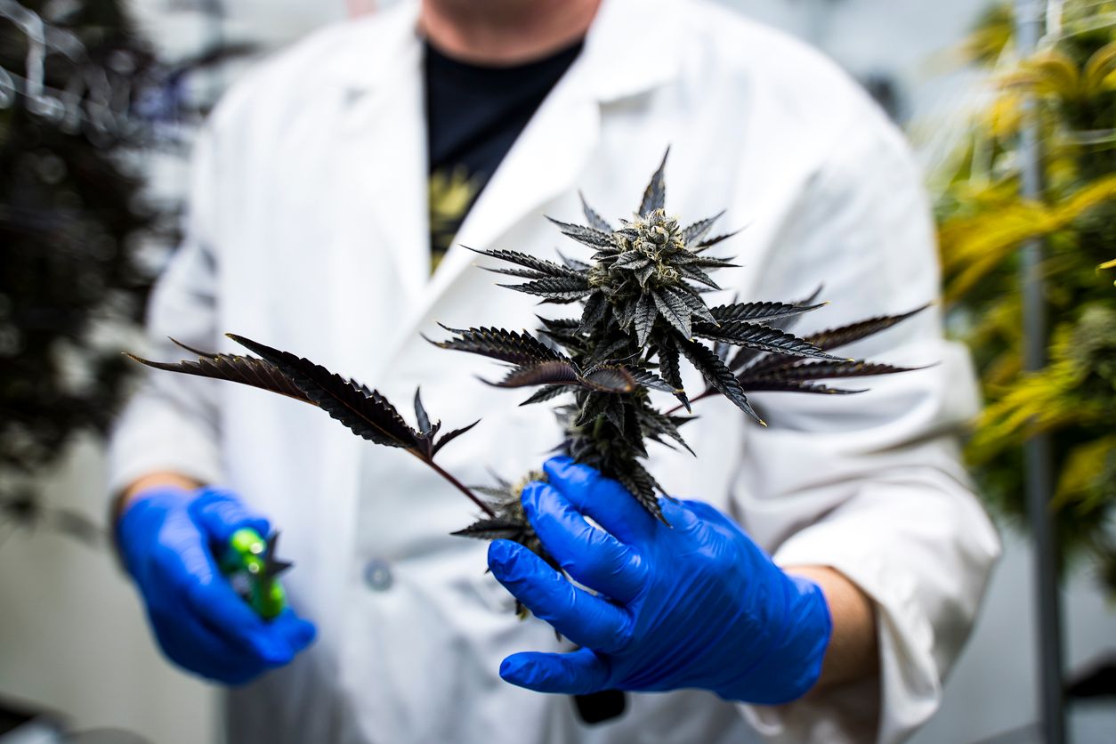 Cannabis-Forschung bei Fibromyalgie
