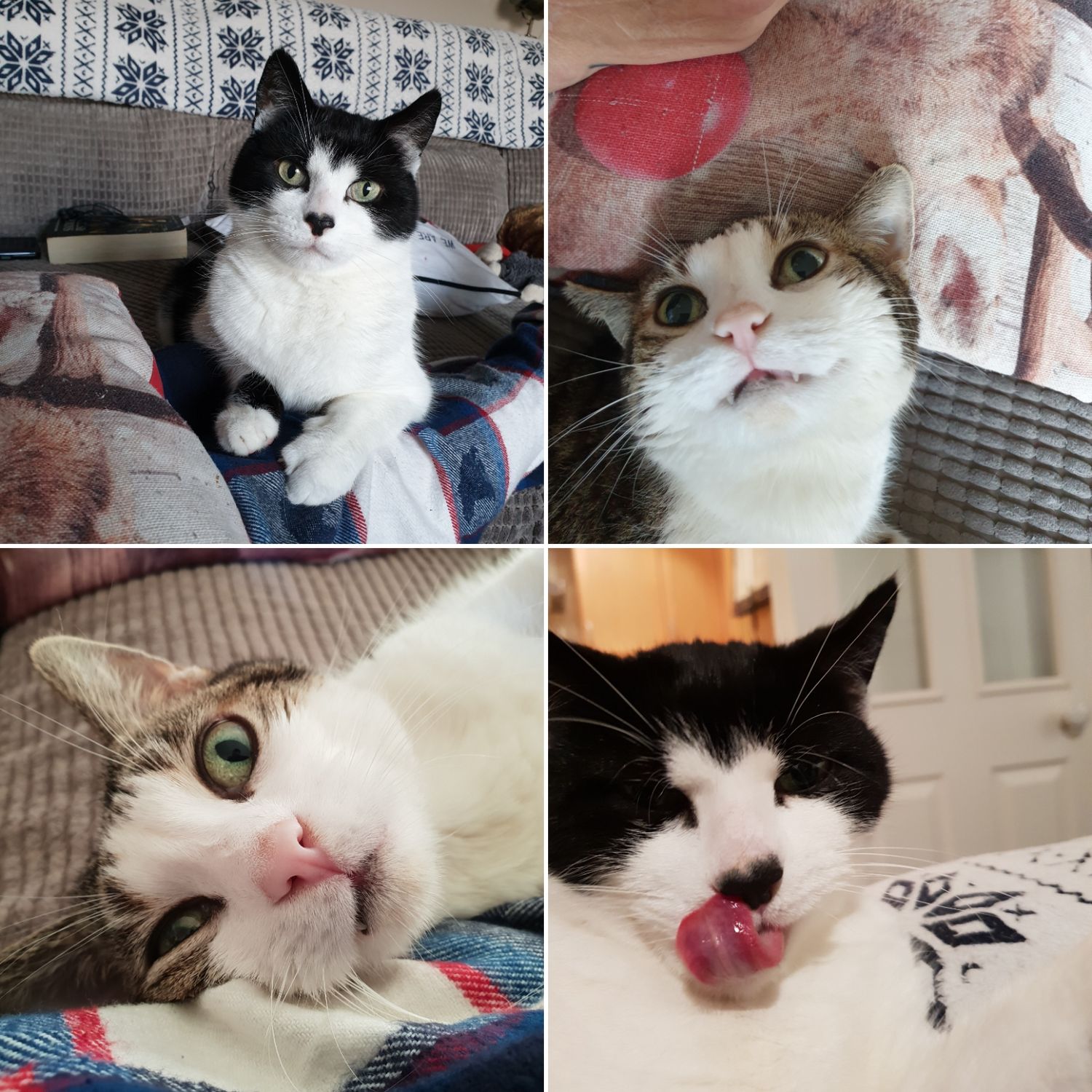 Just incase you were wondering what they look like, grey and white is Winkeypoo & black and white id Jelly bean.