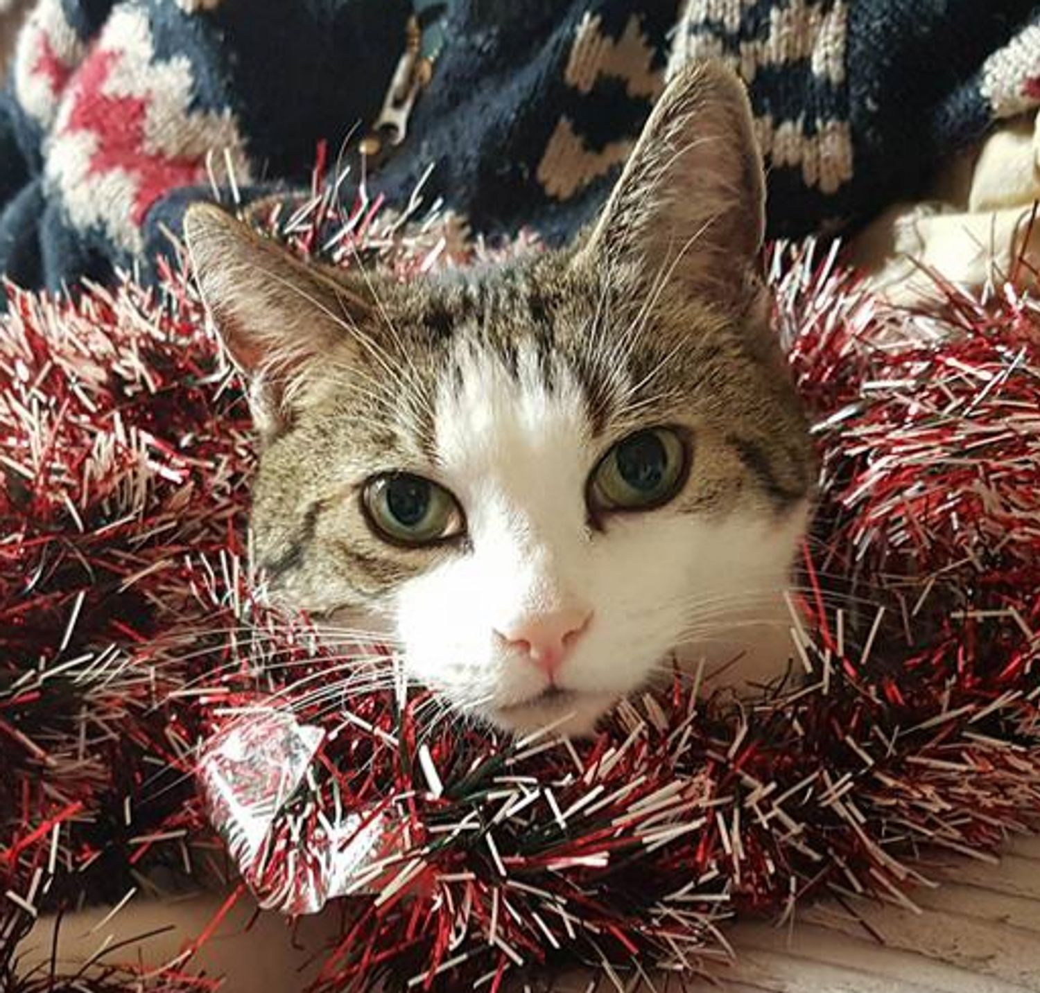 Winkeypoo at Christmas.