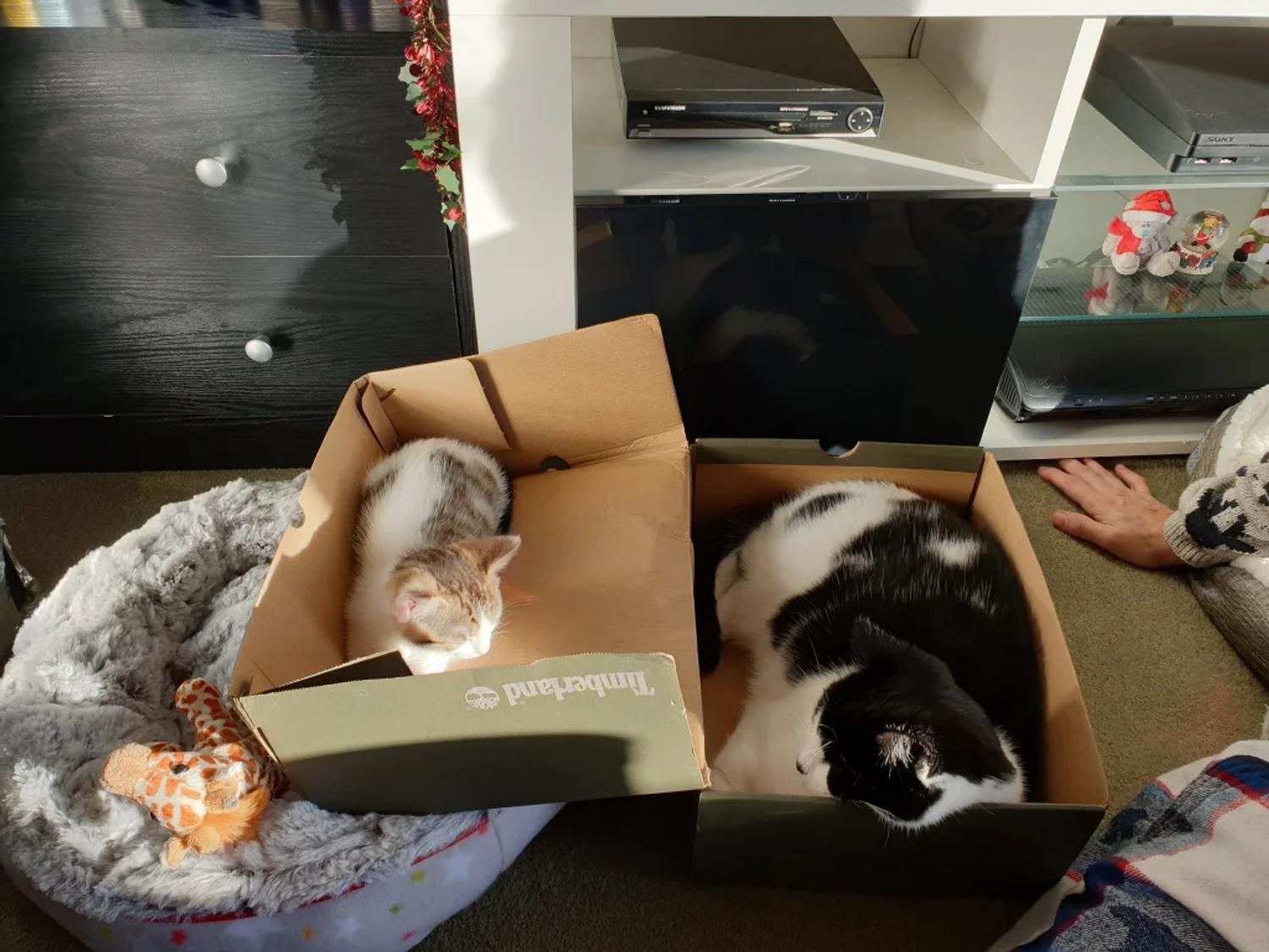 Bunk beds….Boe with Lily on Christmas Day