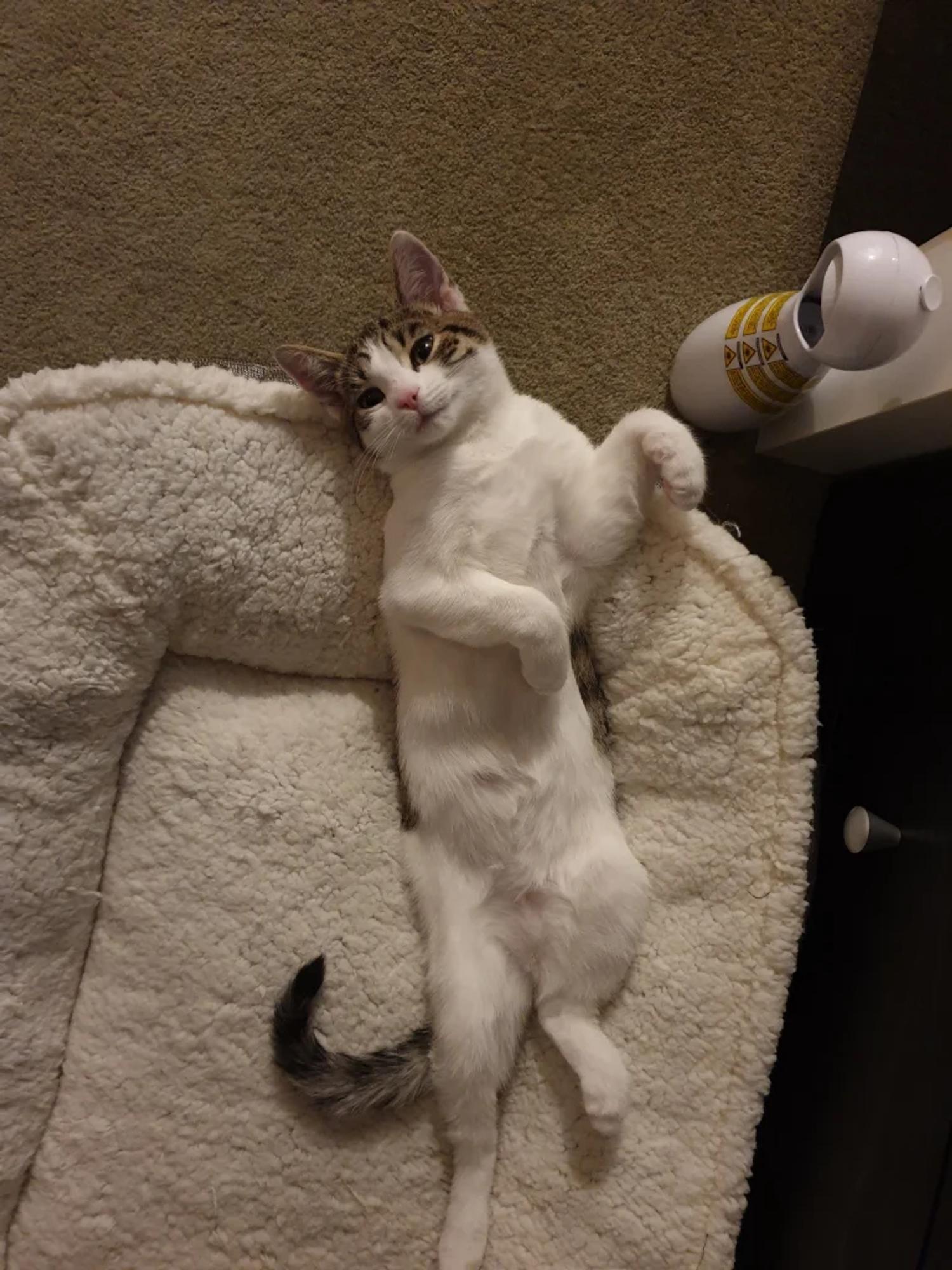 Little Lily is growing up so fast ❤