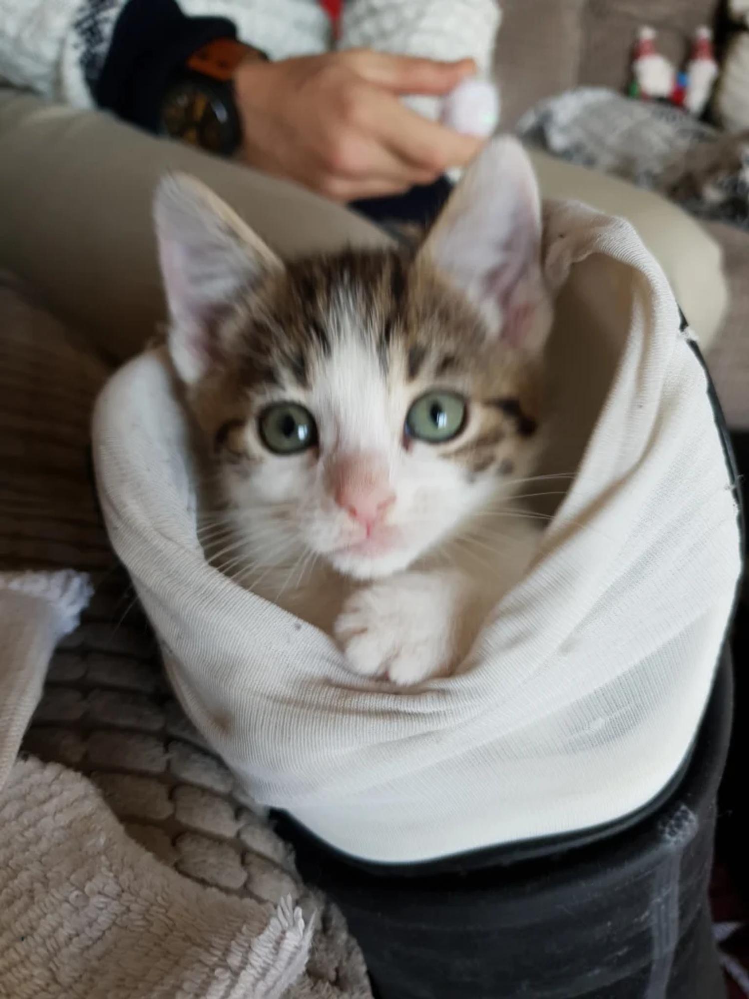 Lovely little lily sitting in my leg!