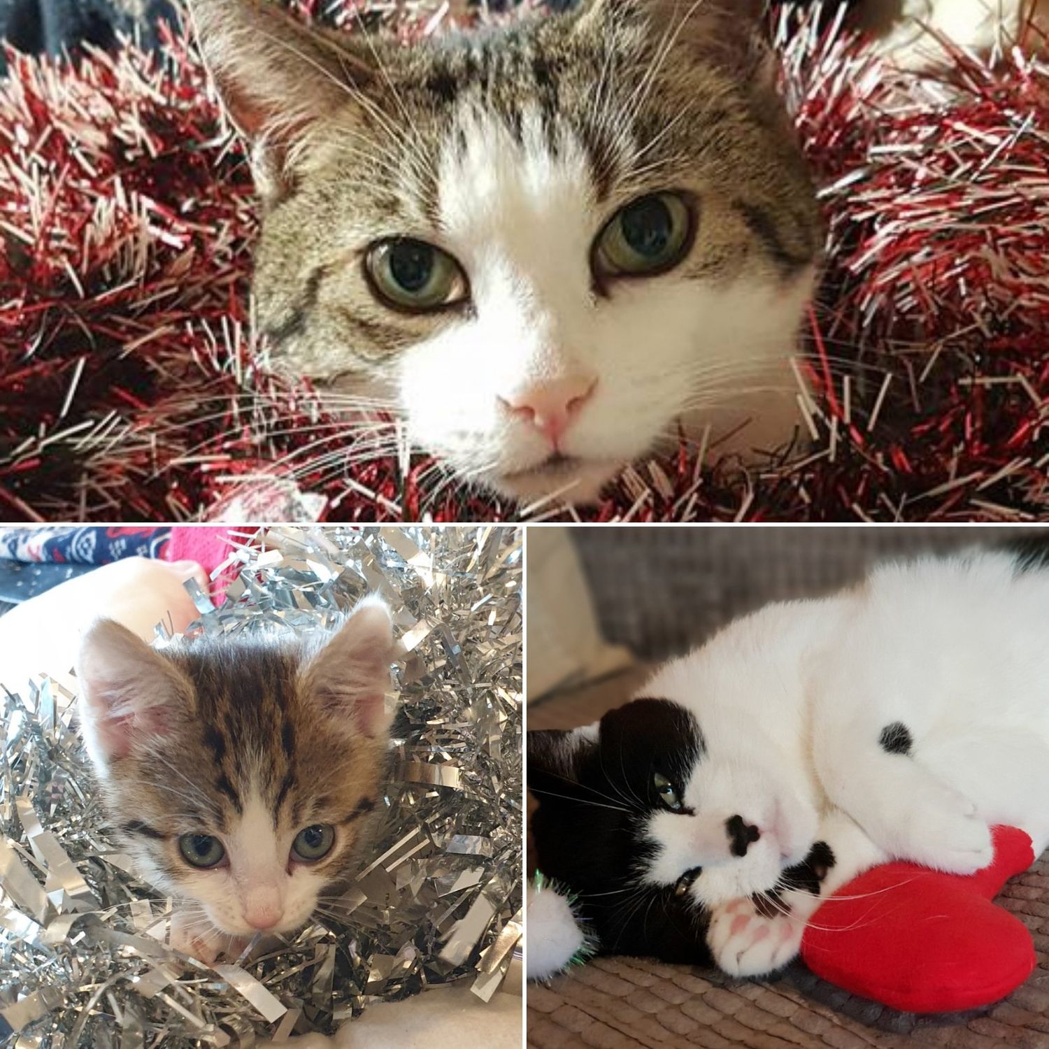 This is Winkeypoo at the top, Lily o the bottom left and Boe on the bottom right.