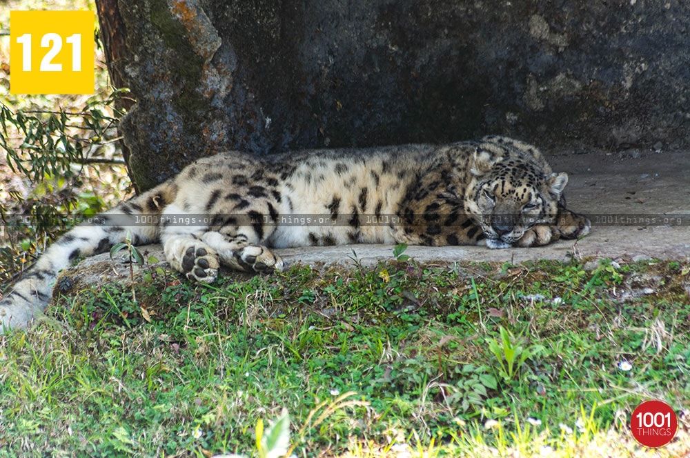 Himalayan Zoological Park, Gangtok