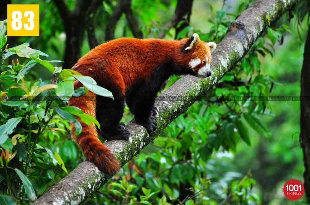 The Padmaja Naidu Himalayan Zoological Park