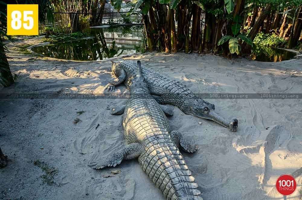 Crocodile Farm, Phuentsholing, Bhutan