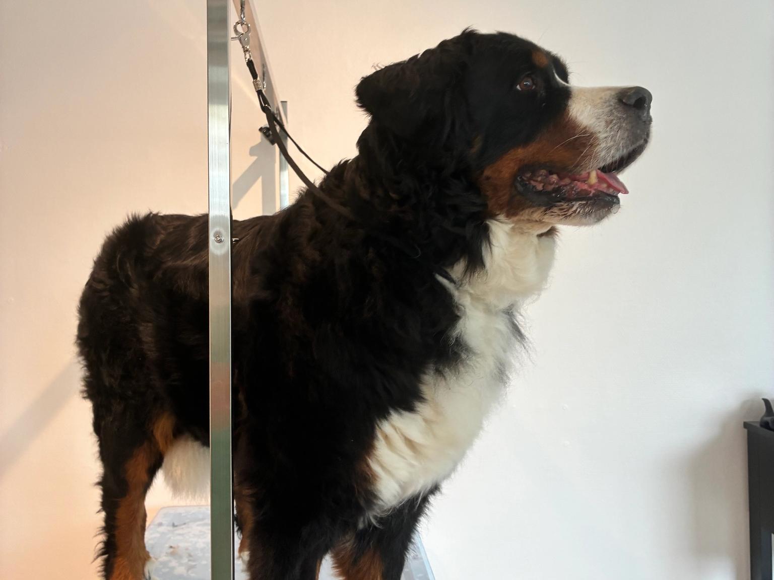 Berner Sennen hos Studio Fantasstisk