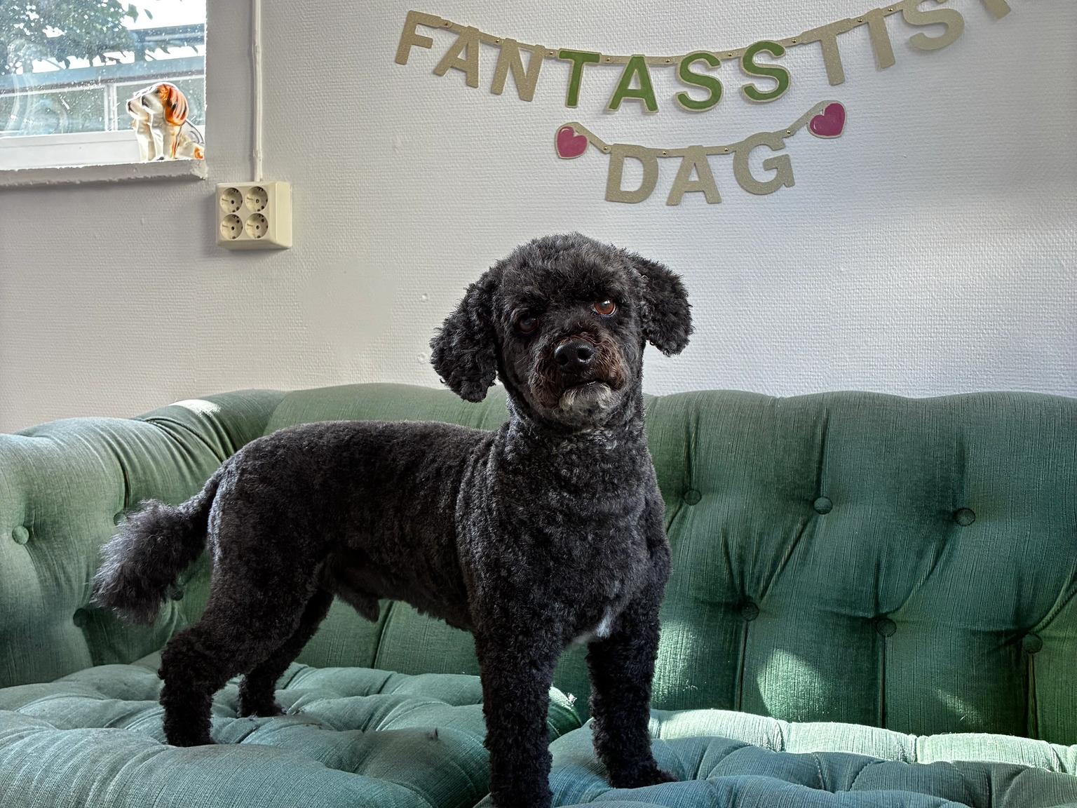 Nyklippt hund Studio Fantasstisk