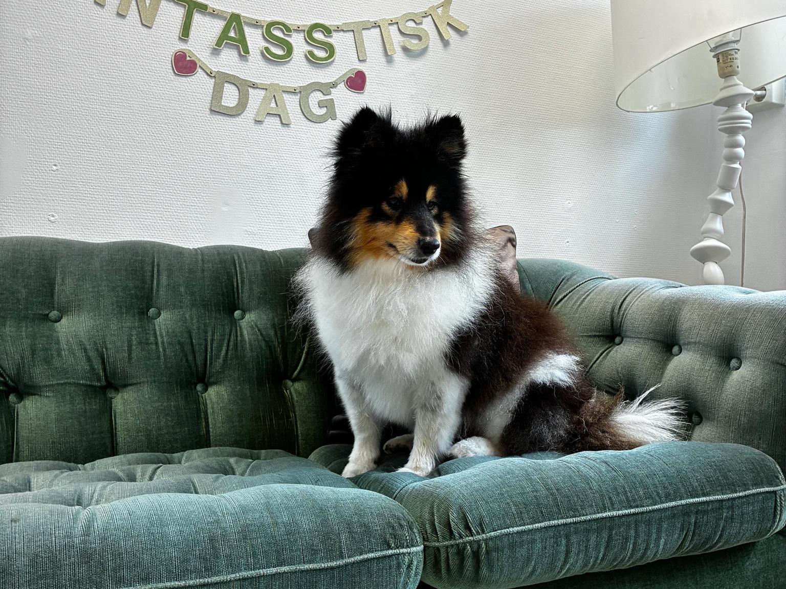 Sheltie badad och fönad på Studio FanTASStisk.