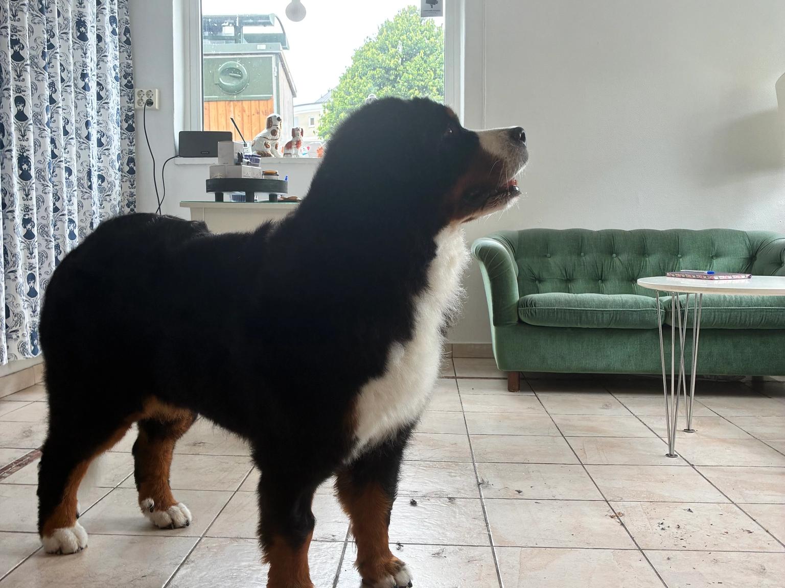 Berner Sennen hos Studio Fantasstisk