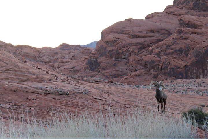 Valley of Fire Small Group Desert Excursion Vegas — photo 2