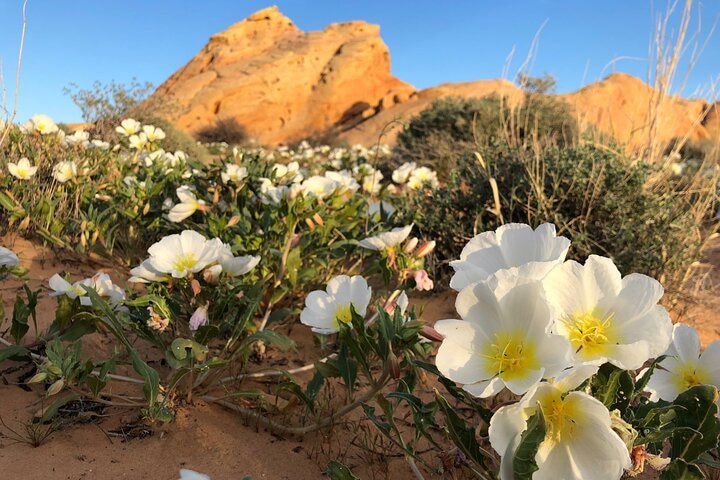 Private Valley of Fire Hiking Day Trip from Las Vegas — photo 3