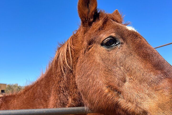 Grand Canyon ATV Horseback Combo Adventure from Vegas — photo 4