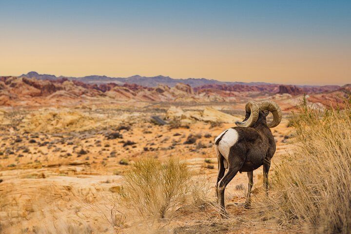 Valley of Fire Sunset Photography Tour Las Vegas — photo 2