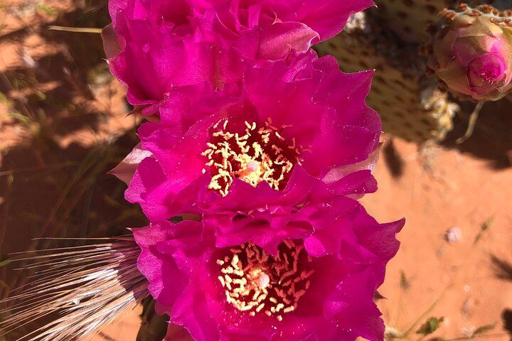 Private Valley of Fire Hiking Day Trip from Las Vegas — photo 4