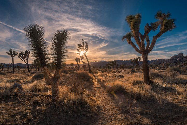 9-Hour West Rim Joshua Tree Hoover Dam Small Group Combo — photo 3